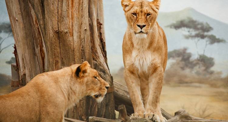 29-day Kruger & Victoria Falls to Serengeti (Camping) - Acacia Adventure Holidays 8