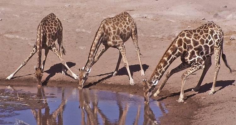 Encuentro con Rinocerontes de 7 días en Kruger y Matobo - alojamiento - Acacia Adventure Holidays 7