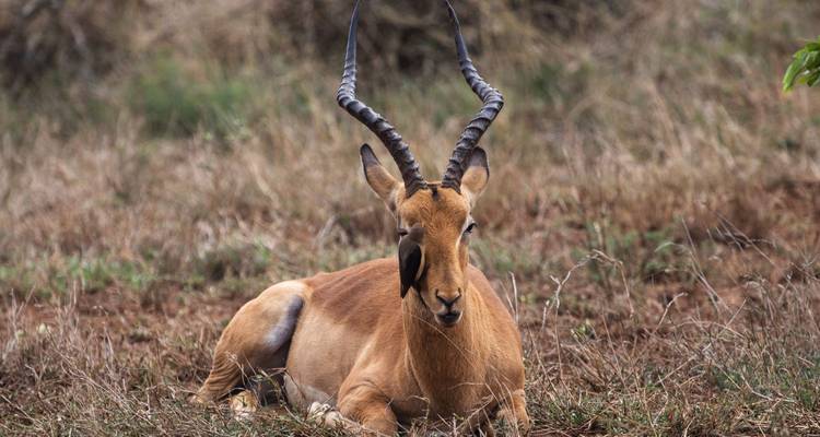 Encuentro con Rinocerontes de 7 días en Kruger y Matobo - alojamiento - Acacia Adventure Holidays 2