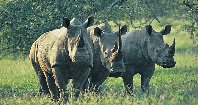 Okavango Wilderness Trail - avec hébergement - 7 jours - Acacia Adventure Holidays 1