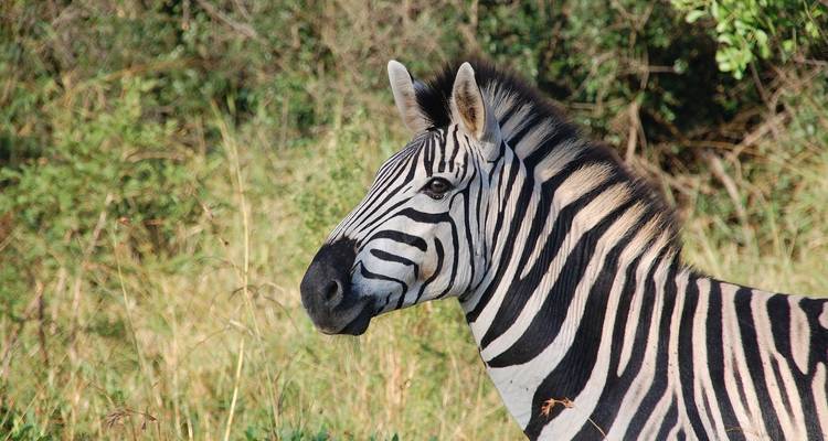 Okavango Wilderness Trail - avec hébergement - 7 jours - Acacia Adventure Holidays 2