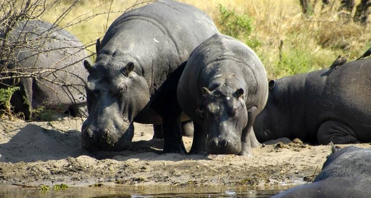 Okavango Wilderness Trail - avec hébergement - 7 jours - Acacia Adventure Holidays 3
