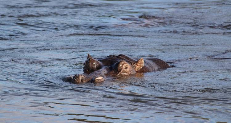 Un par de hipopótamos parcialmente sumergidos en un río que fluye.