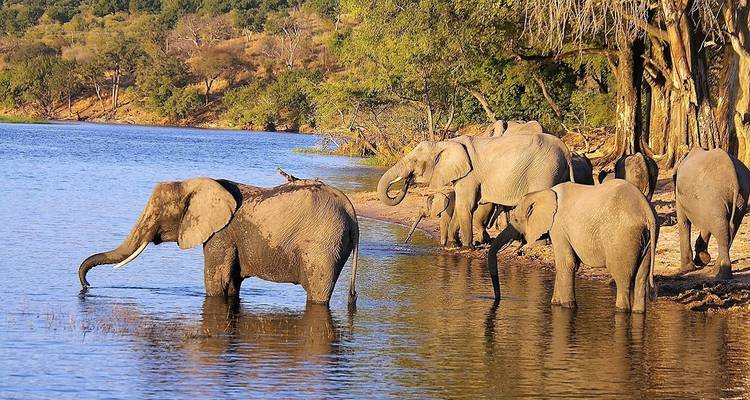 14 jours de Kruger au Delta, Chobe et Victoria Falls - avec hébergement - Acacia Adventure Holidays 6