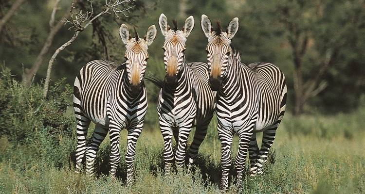 14 jours de Kruger au Delta, Chobe et Victoria Falls - avec hébergement - Acacia Adventure Holidays 4