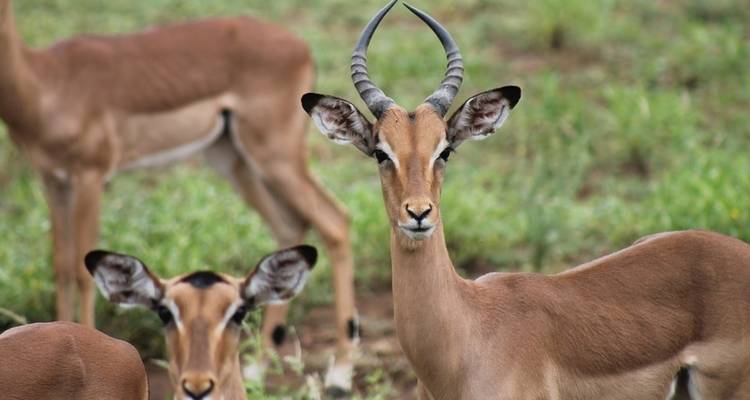 14 jours de Kruger au Delta, Chobe et Victoria Falls - avec hébergement - Acacia Adventure Holidays 2