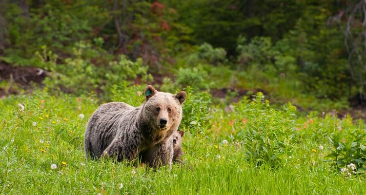 Un ours debout dans une prairie verdoyante avec des arbres en arrière-plan.