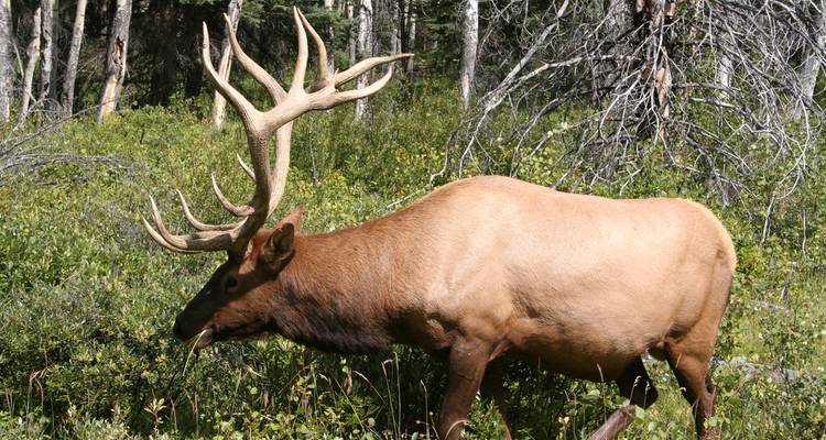 Canadian Rockies (12 destinations) - Intrepid Travel 10