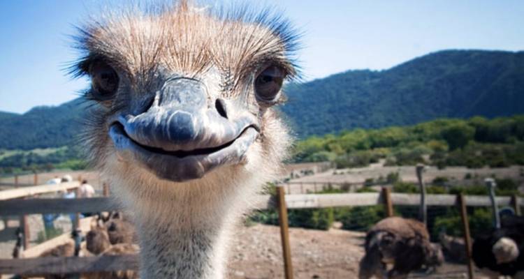Ruta de los jardines + safari de 3 días desde Ciudad del Cabo - Hotspots2c 10