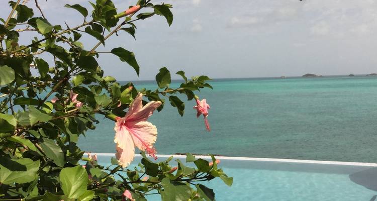 Pink hibiscus flowers with a turquoise sea view.