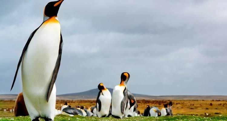 King Penguins of the Falklands and South Georgia - Expedition - Explore! 6