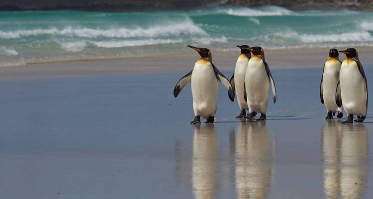 King Penguins of the Falklands and South Georgia - Expedition - Explore! 9