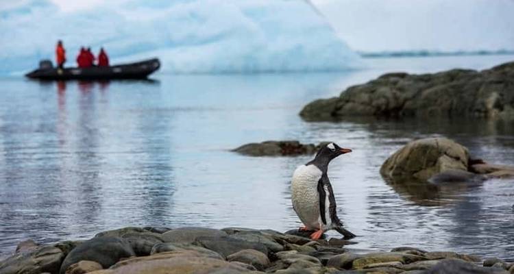 King Penguins of the Falklands and South Georgia - Expedition - Explore! 5