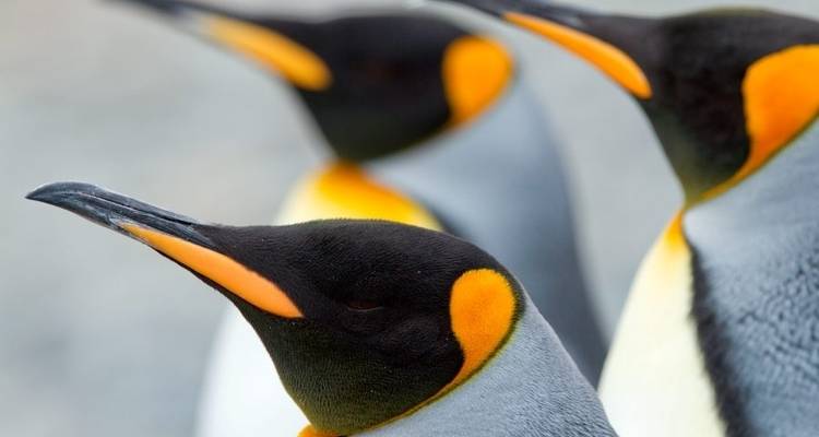 King Penguins of the Falklands and South Georgia - Expedition - Explore! 7