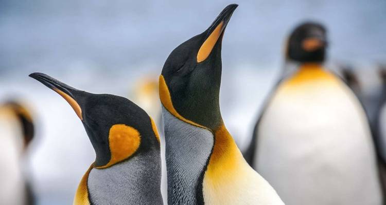 King Penguins of the Falklands and South Georgia - Expedition - Explore! 10