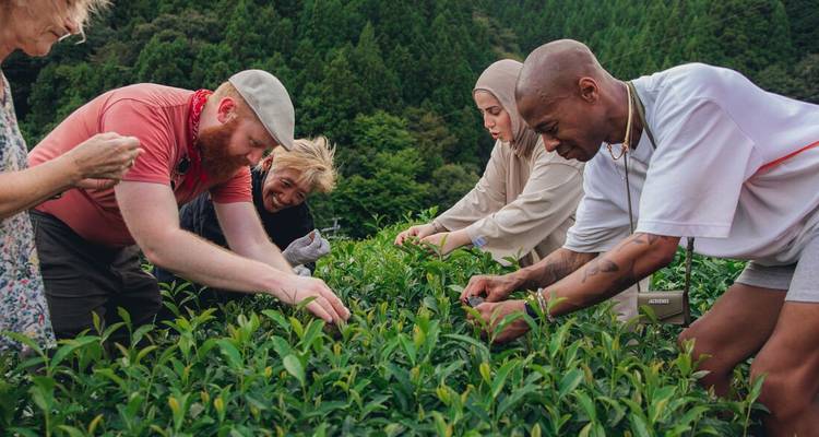 Groupe de personnes récoltant le thé dans une plantation