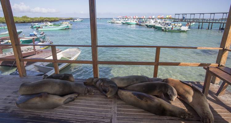 Circuit incroyable terrestre aux Galápagos de 5 jours, avec visite de 3 îles - 5 jours - Nature Galapagos & Ecuador 2
