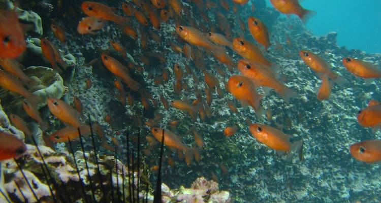 Circuit incroyable terrestre aux Galápagos de 5 jours, avec visite de 3 îles - 5 jours - Nature Galapagos & Ecuador 6