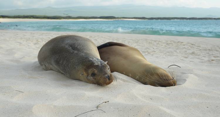 Circuit incroyable terrestre de 6 jours aux Galápagos, avec visite de 3 îles - Nature Galapagos & Ecuador 9