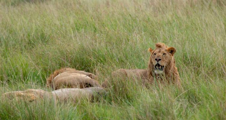 Alerta de león macho en el pasto alto mientras los miembros de la manada descansan escondidos en la sabana.