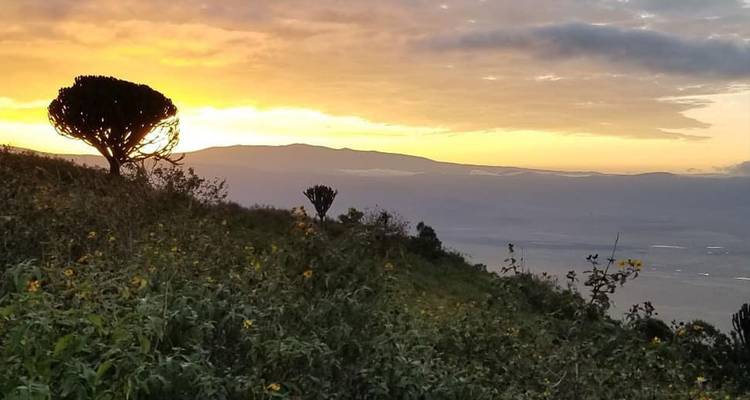 Amanecer dorado sobre una ladera cubierta de flores silvestres con montañas lejanas bajo un cielo nublado