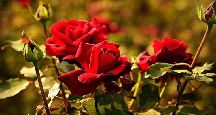 Tournoi des roses - Globus 8
