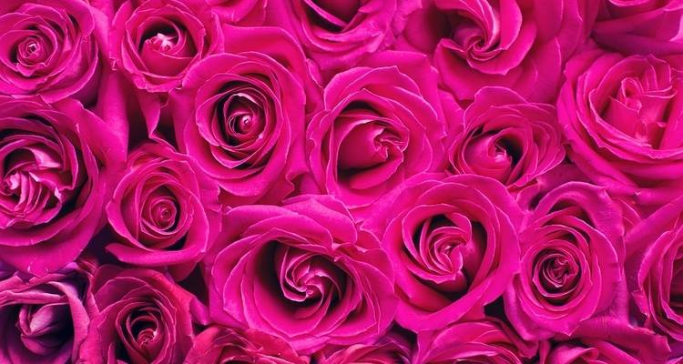 Tournoi des roses - Globus 6