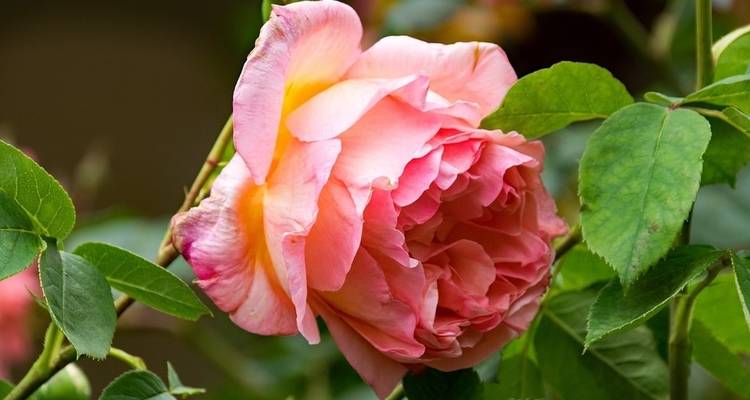 Tournoi des roses - Globus 7