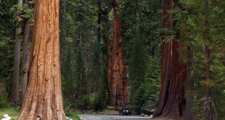 Le meilleur de la Californie du Nord - Globus 3