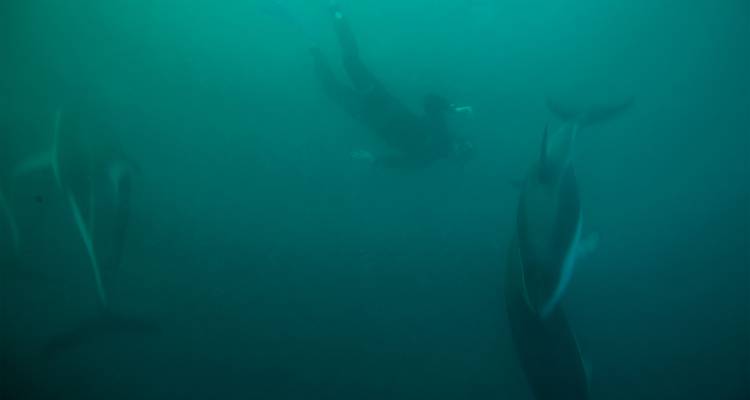 Un buzo nada entre delfines en una escena submarina oscura y con tonos verdes.