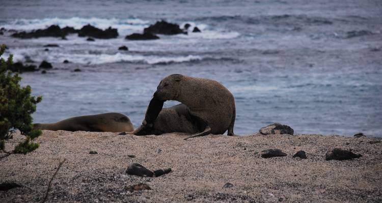 5 días en las Islas Galápagos más Bicicleta, Kayak, Senderismo y Esnórquel - Nature Galapagos & Ecuador 6