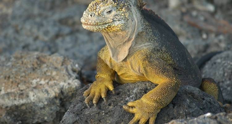 Peru Splendors with Galápagos Cruise - Globus 3