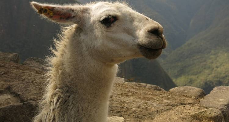 Splendeurs du Pérou avec l'Amazonie, Arequipa et le Canyon de Colca - Globus 1