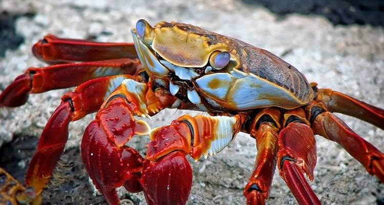 Peru Splendors with Peru's Amazon & Galápagos Cruise - Globus 3