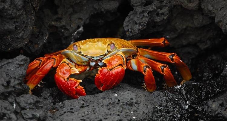 L'héritage des Incas avec la croisière aux Galápagos - Globus 2