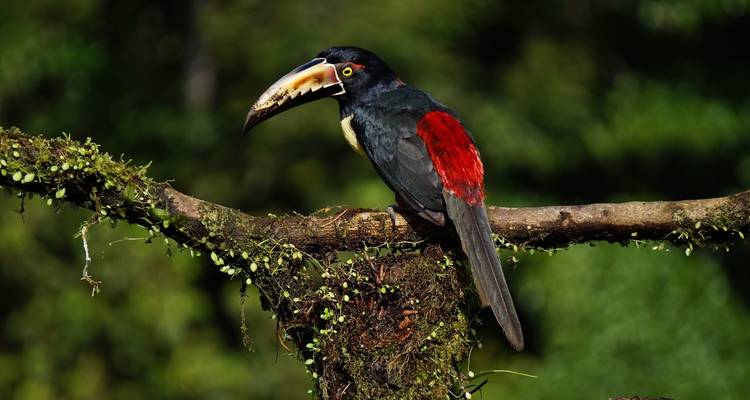 Merveilles naturelles du Costa Rica - Globus 1