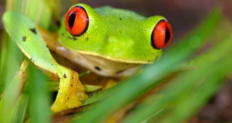 Natural Wonders of Costa Rica with Guanacaste - Globus 2