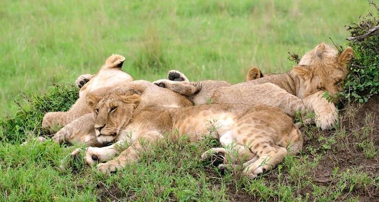 Kenya: A Classic Safari - Globus 7