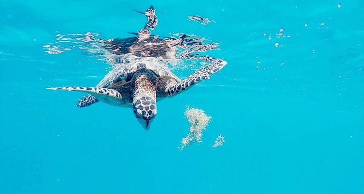 La tortuga boba se desliza a través del agua turquesa cristalina cerca de algas flotantes.