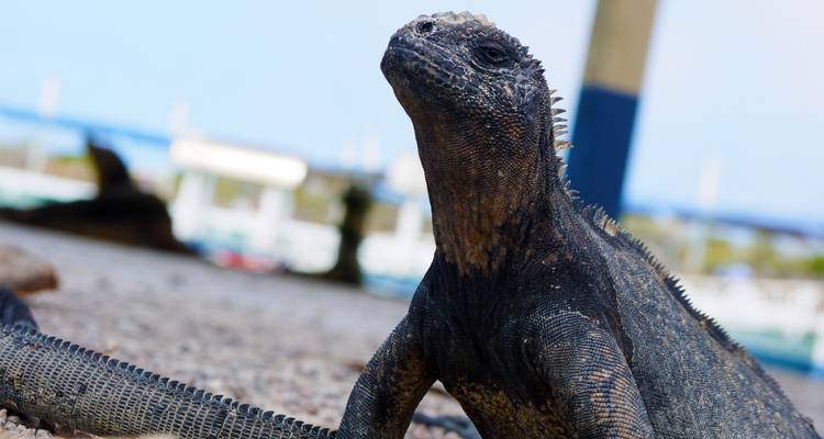 Iguane marin se tenant en alerte sur un terrain rocheux avec un arrière-plan de port bleu doux