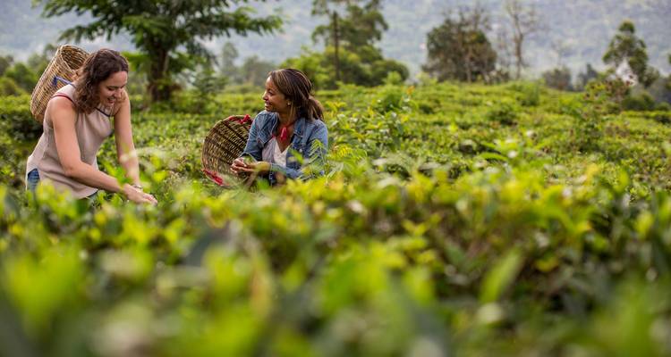 Twee vrouwen die theebladeren oogsten in een weelderige theeplantage.