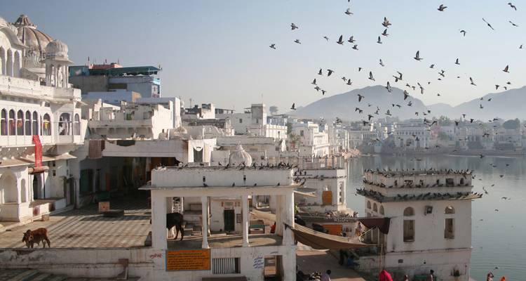 Edificios encalados, un lago sagrado y una bandada de palomas volando sobre Pushkar al amanecer con colinas lejanas de fondo.