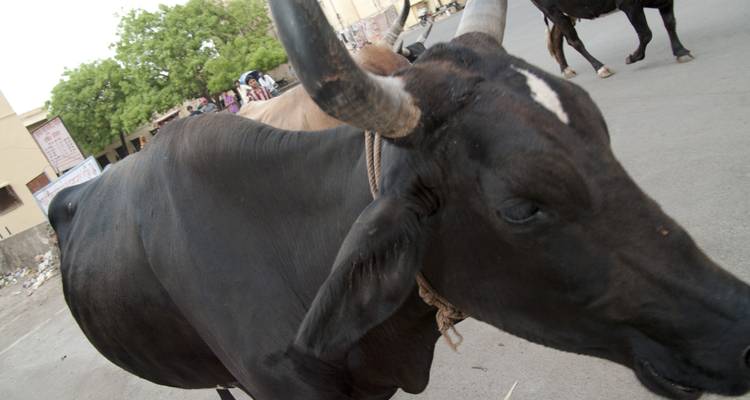 Uncover India: High Deserts & Markets - G Adventures 8
