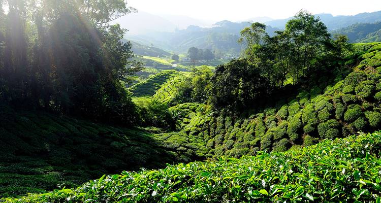La luz del sol se derrama sobre las ondulantes plantaciones de té verde que se extienden hacia los neblinosos valles de las tierras altas.