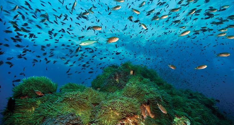 Escena submarina con un vibrante jardín de arrecife de coral y un banco de peces de colores.