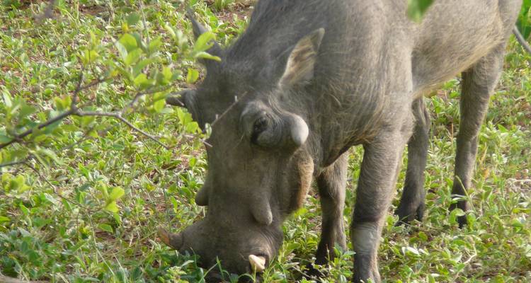 Victoria Falls to Cape Town 22 Days Overlanding - Africa Travel Co. 10