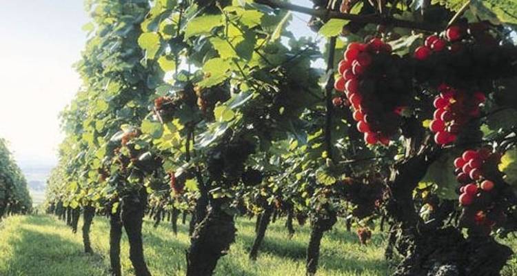 Ruta del vino de Alsacia - Discover France Adventures 6