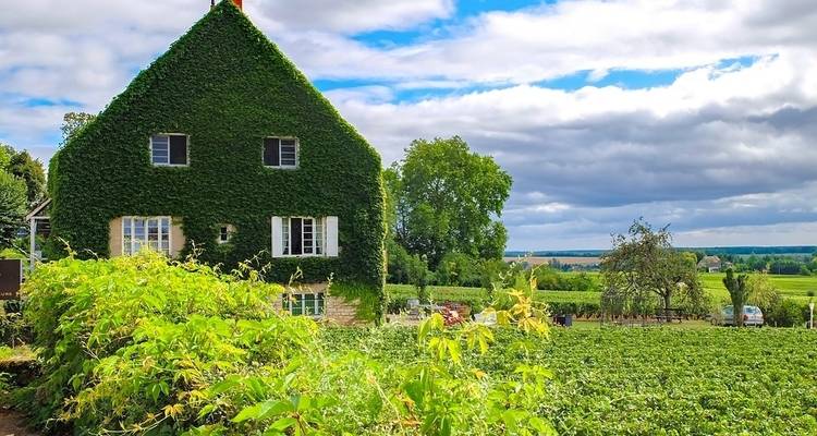 Circuit des vins de Bourgogne - Discover France Adventures 4