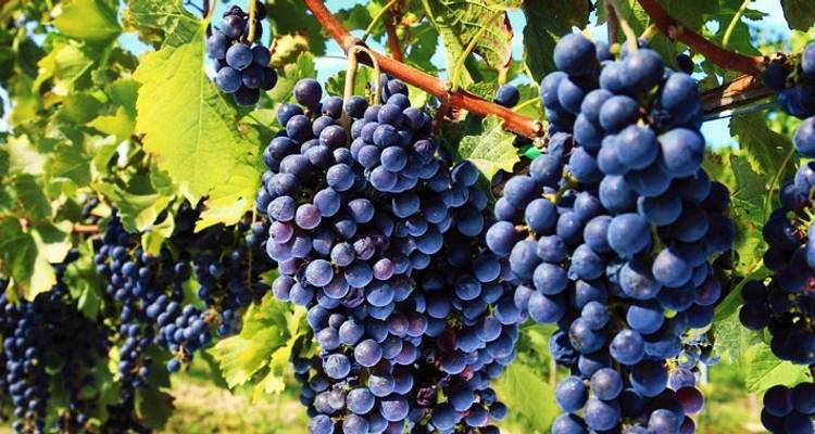 Burgundy : Beaune and Beyond - Discover France Adventures 6