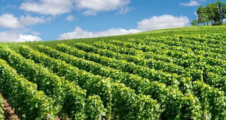 Lo mejor del champán - Discover France Adventures 6